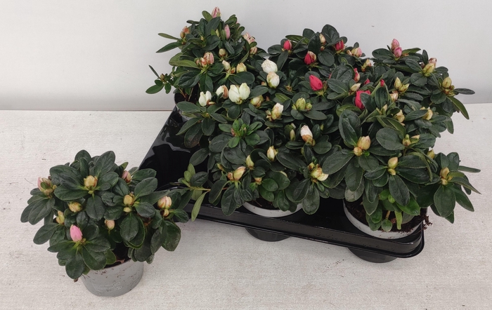 <h4>RHODO SI GEM</h4>