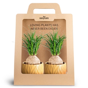 2-Pack Leaf Tange, Beaucarnea