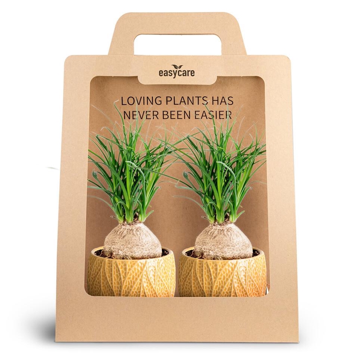 <h4>2-Pack Leaf Tange, Beaucarnea</h4>