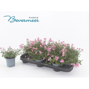 DIAS F C TR ANTI ROS