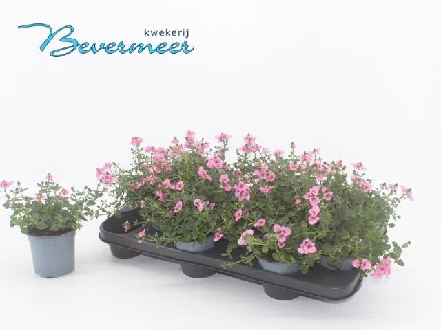 <h4>DIAS F C TR ANTI ROS</h4>