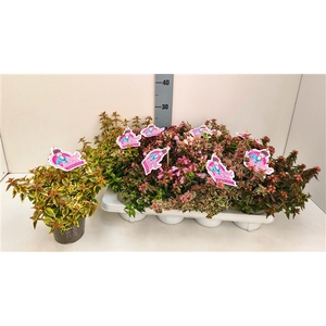 Abelia Mix in Tray 13T