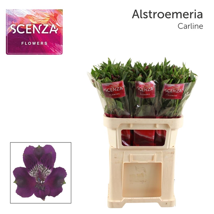 <h4>ALSTR CARLINE Scenza</h4>