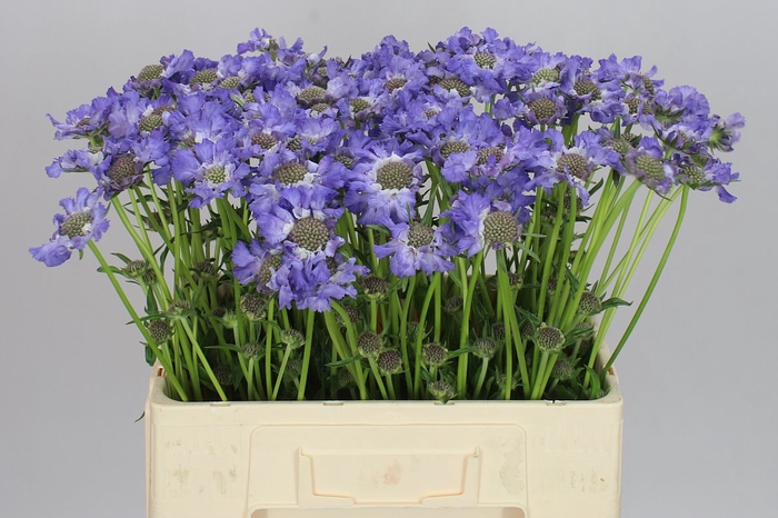 <h4>Scabiosa C Staefa</h4>