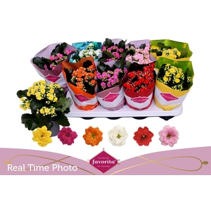 KAL GE PERF GEM 6 KL