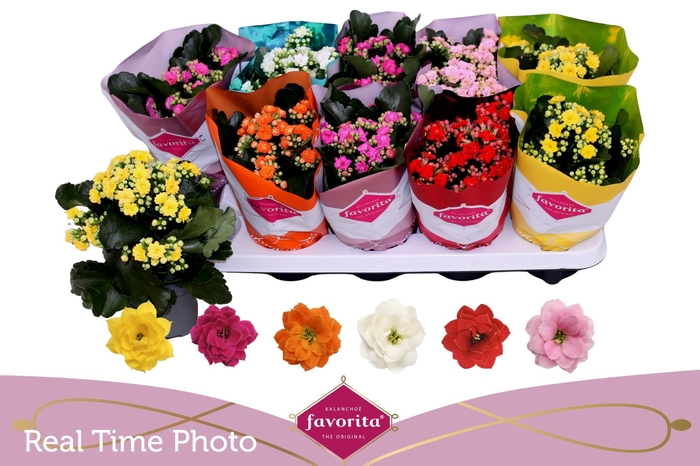 <h4>KAL GE PERF GEM 6 KL</h4>