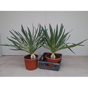 YUCCA GLORIOSA