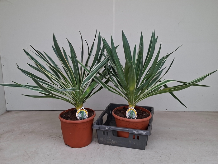 <h4>YUCCA GLORIOSA</h4>