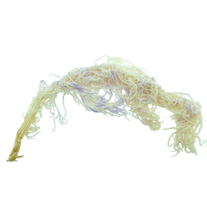 Amaranthus Preserved Lavender