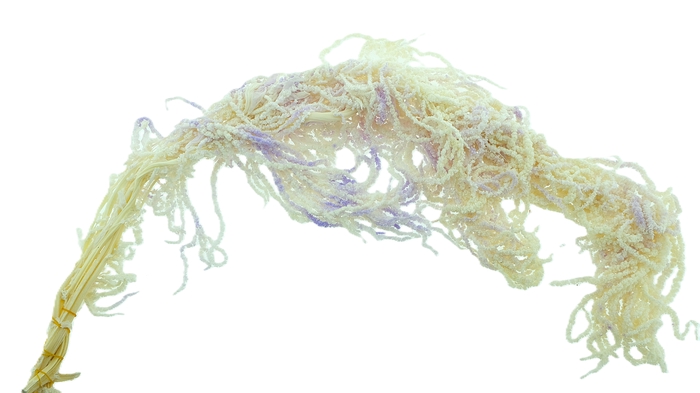 <h4>Amaranthus Preserved Lavender</h4>