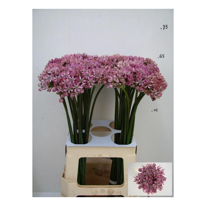 <h4>Allium Pink Jewel</h4>