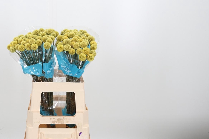 <h4>Craspedia - Overig</h4>