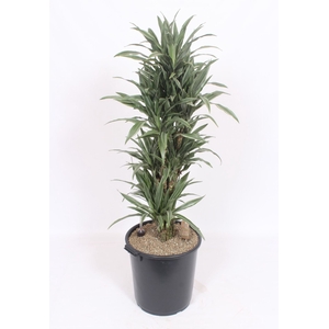 Dracaena Warneckei