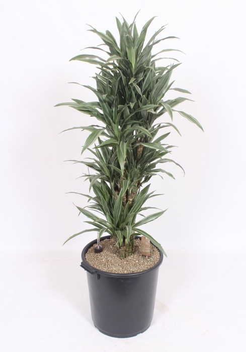 <h4>Dracaena Warneckei</h4>