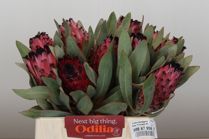 <h4>PROTEA MA RED BEAUTY</h4>