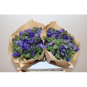 Anem Full Star Deep Blue