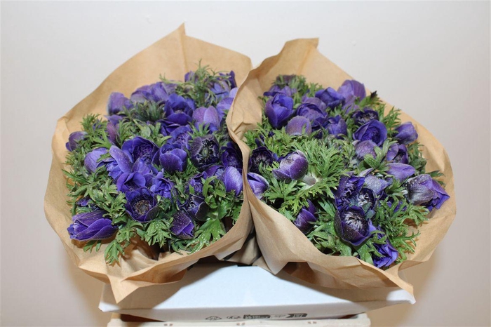 <h4>Anem Full Star Deep Blue</h4>