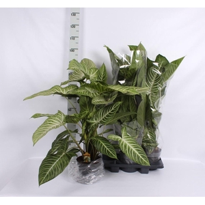 PLANTEN OV