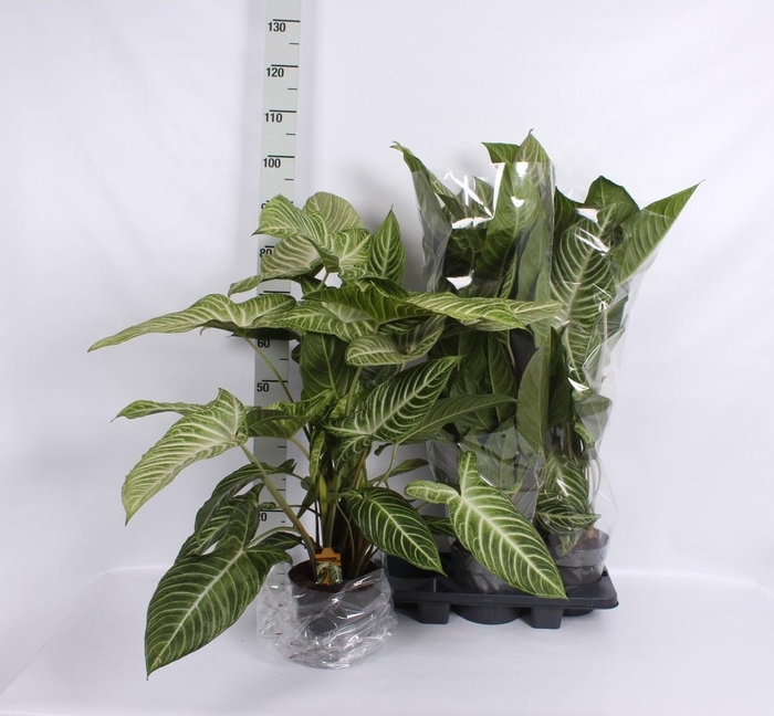 <h4>PLANTEN OV</h4>