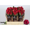Rosa GR 'Pink Tacazzi'