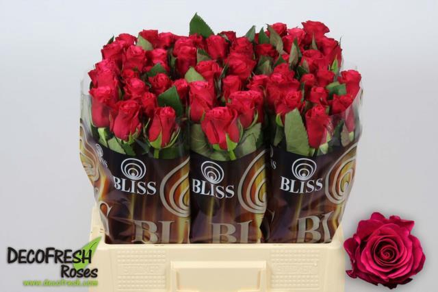 <h4>Rosa GR 'Tacazzi+'</h4>