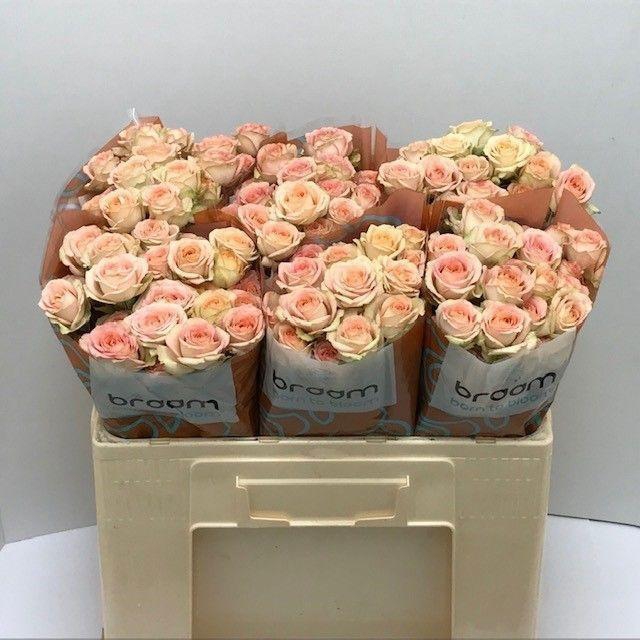 <h4>Rosa TR 'Azore' BRAAM</h4>