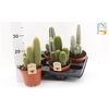 Cactus Gem