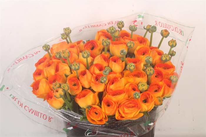 <h4>Ran.. Su Lambada Extra X25</h4>