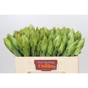 Leucadendron Procerum