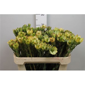Leucadendron Pom-pom Red