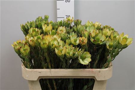<h4>Leucadendron Pom-pom Red</h4>