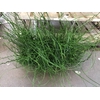 JUNCUS EF SPIRALIS