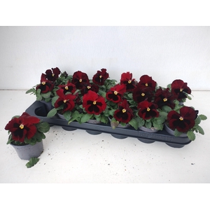 VIO WI DEL RED+BLOTC