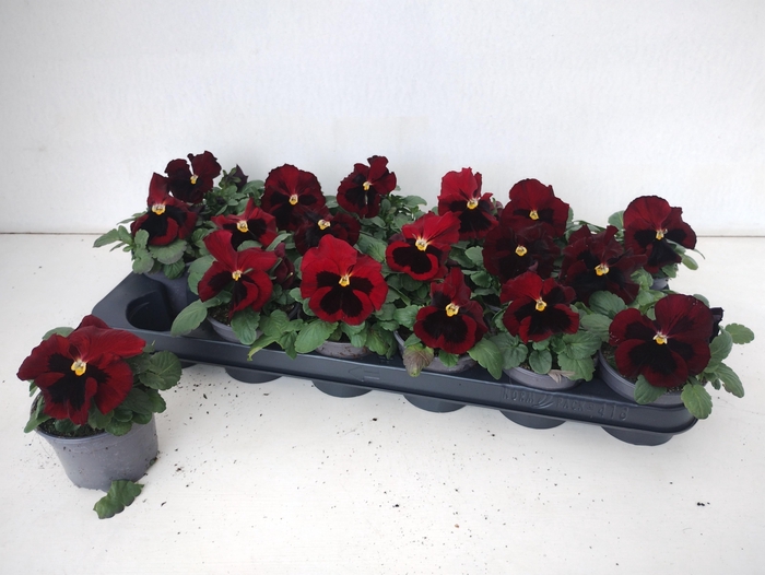 <h4>VIO WI DEL RED+BLOTC</h4>