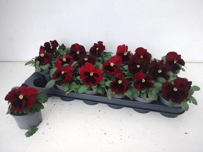 <h4>VIO WI DEL RED+BLOTC</h4>