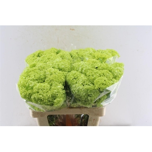 Viburnum Roseum 60cm 3 Bal