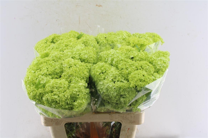 <h4>Viburnum Roseum 60cm 3 Bal</h4>