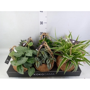 Planten Groen   ...mix  5
