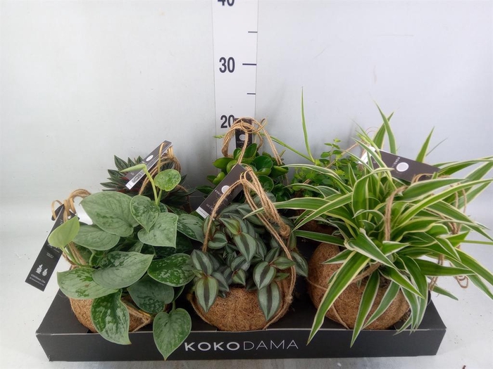 <h4>Planten Groen   ...mix  5</h4>