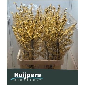 ILEX VE MAG CITRONEL