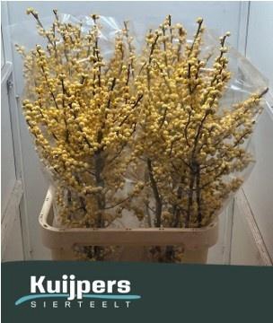 <h4>ILEX VE MAG CITRONEL</h4>