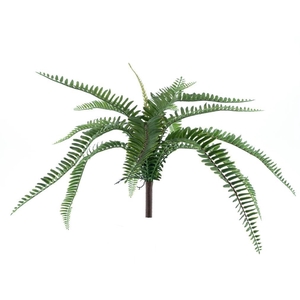 Fern Torres Sunrise middle gr.48cm