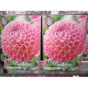 Dahlia   ...flowerbulbs