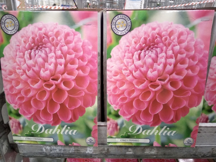 <h4>Dahlia   ...flowerbulbs</h4>