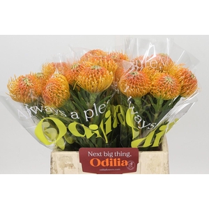 Nutans Ayoba Peach