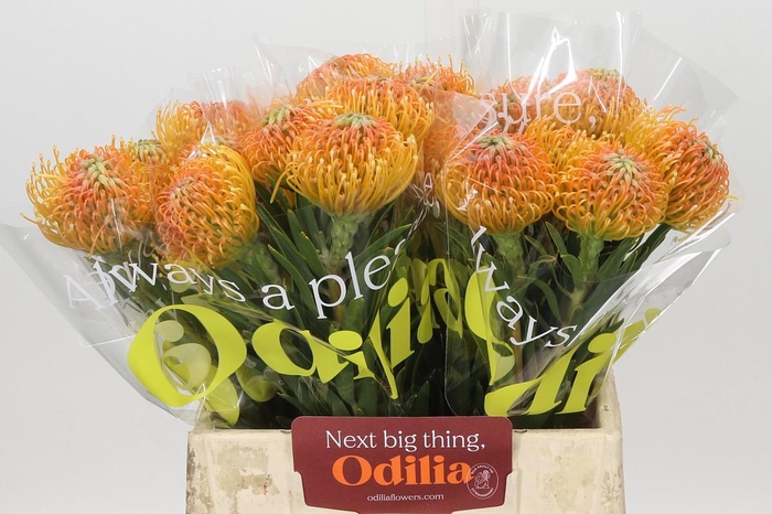 <h4>Nutans Ayoba Peach</h4>
