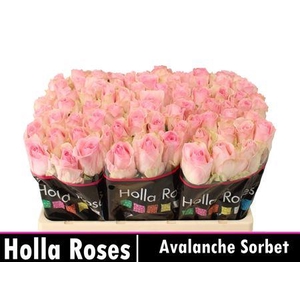 R Gr Avalanche Sorb+