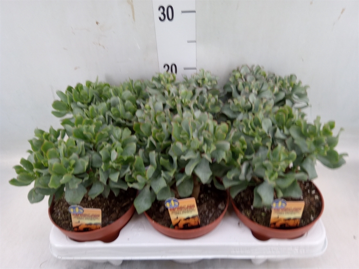 <h4>Crassula arborescens subsp. undilat</h4>