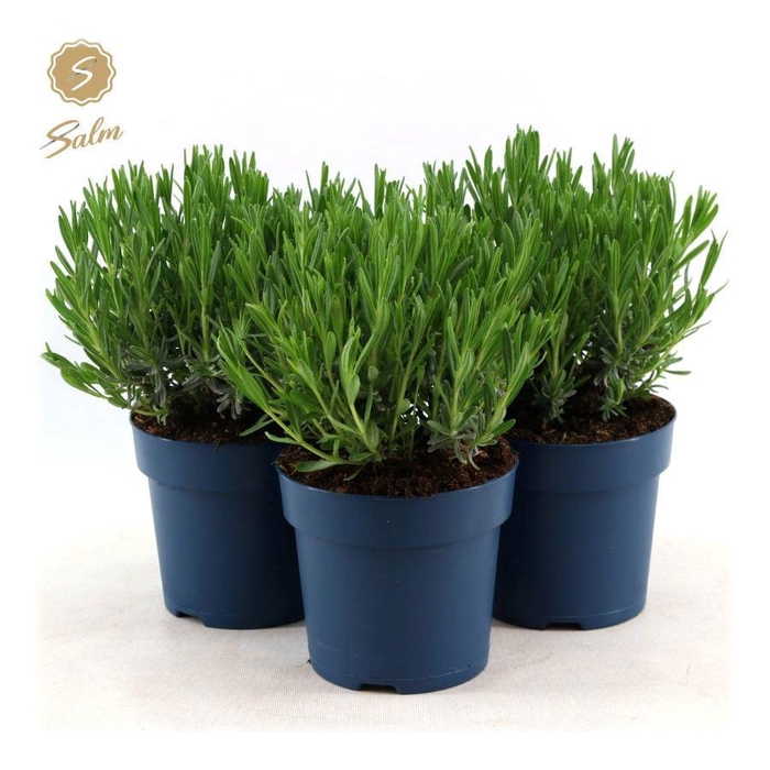 <h4>Lavandula ang. 'Felice'® Collection P15</h4>