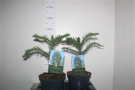 <h4>Arauc Araucana Outdoor</h4>
